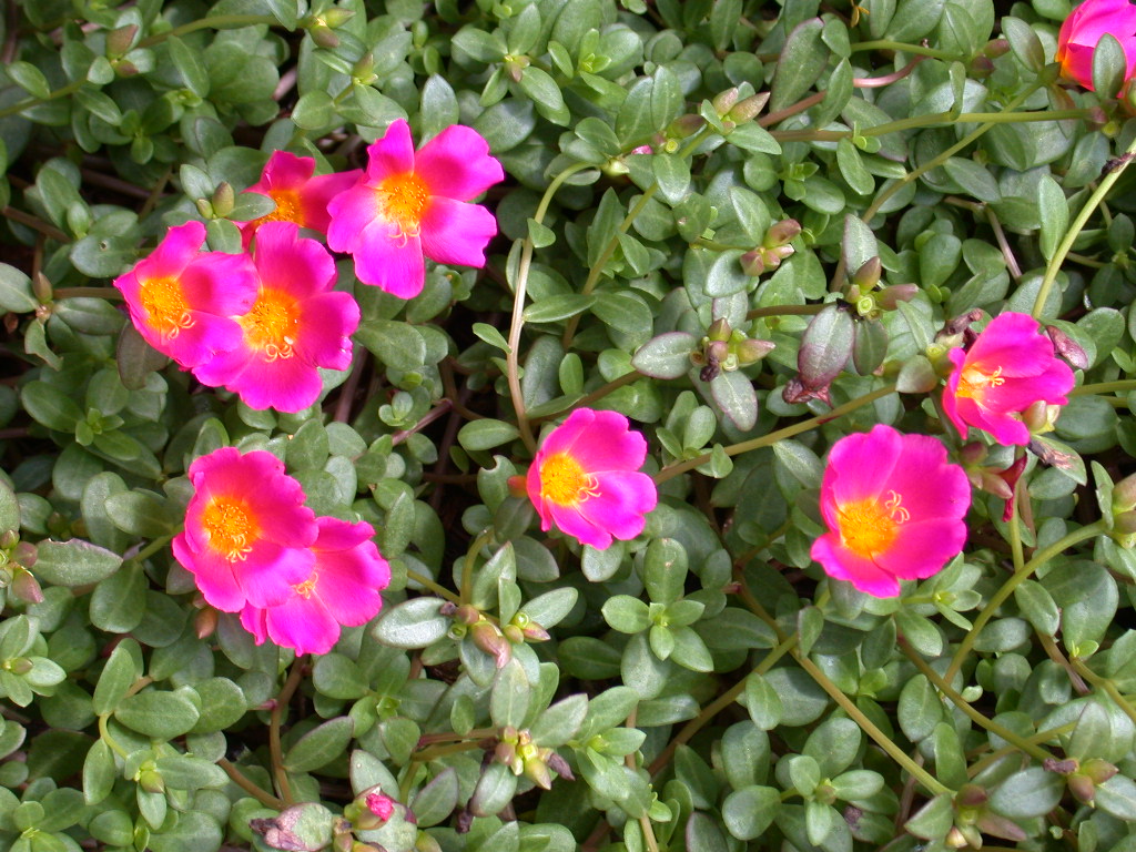 La Portulaca, cos’è?