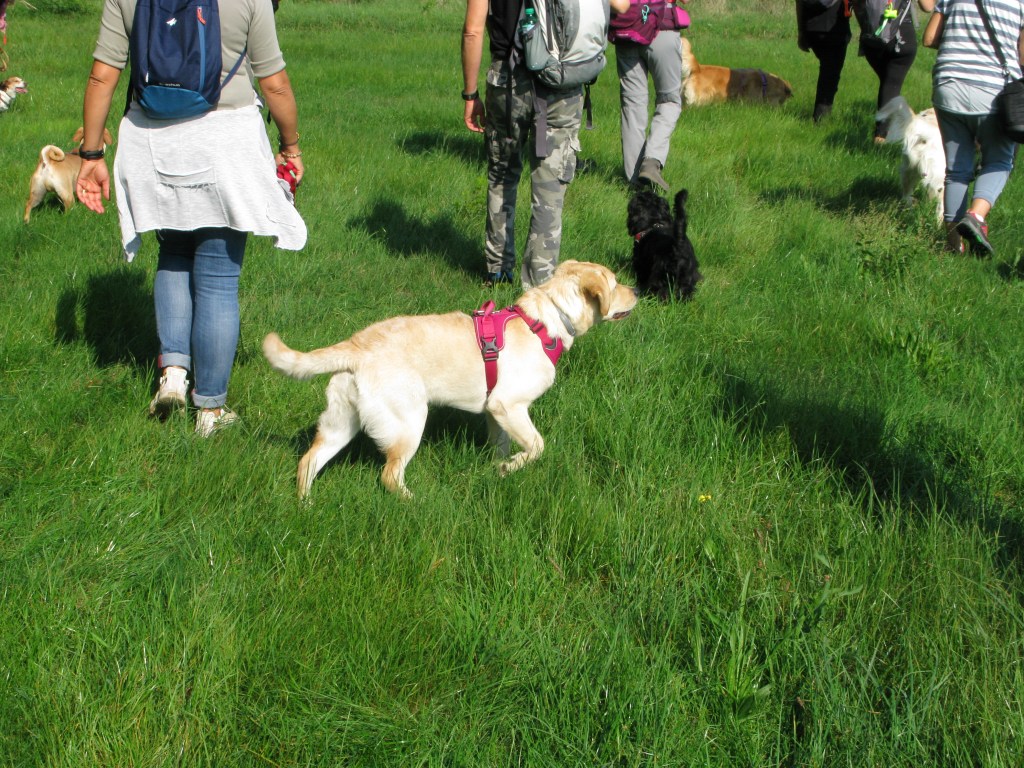 Patologie cardio-vascolari, un valido preventivo: il cane.