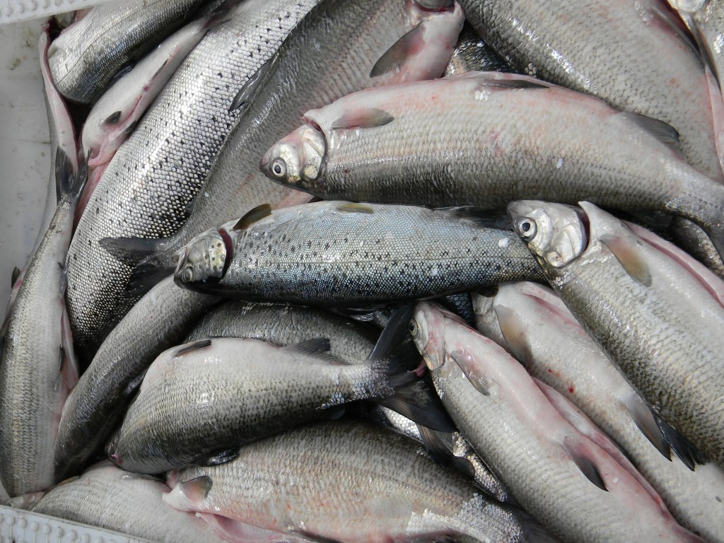 Olio di pesce, Omega-3 e Mercurio. Come la mettiamo?