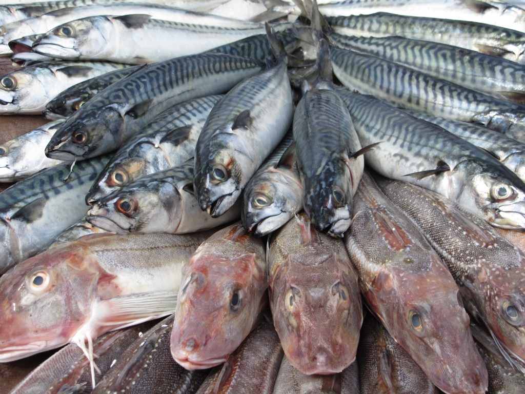 CUCINIAMO IL PESCE PER NATALE? SI’, MA&nbsp;QUALE?