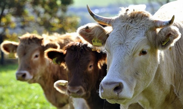 GLI ALLEVAMENTI INTENSIVI. IN EUROPA SI CERCA DI RIDURRE MA…IN AUSTRALIA E CINA SI INVESTE.