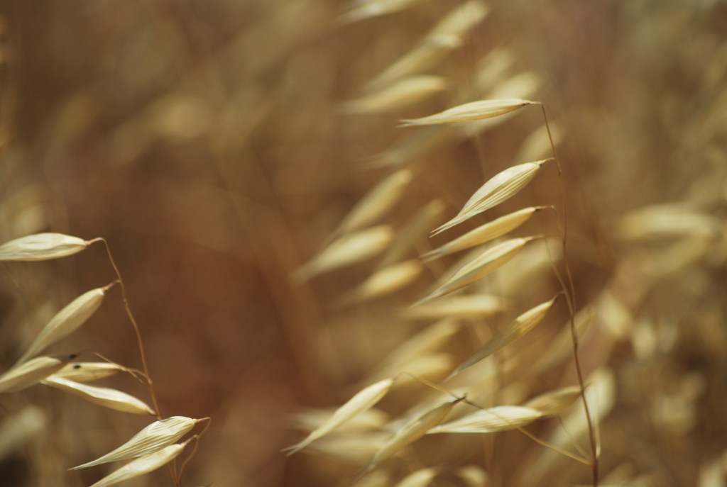 L’AVENA, A SORPRESA, UN CEREALE ASSAI&nbsp;BENEFICO.