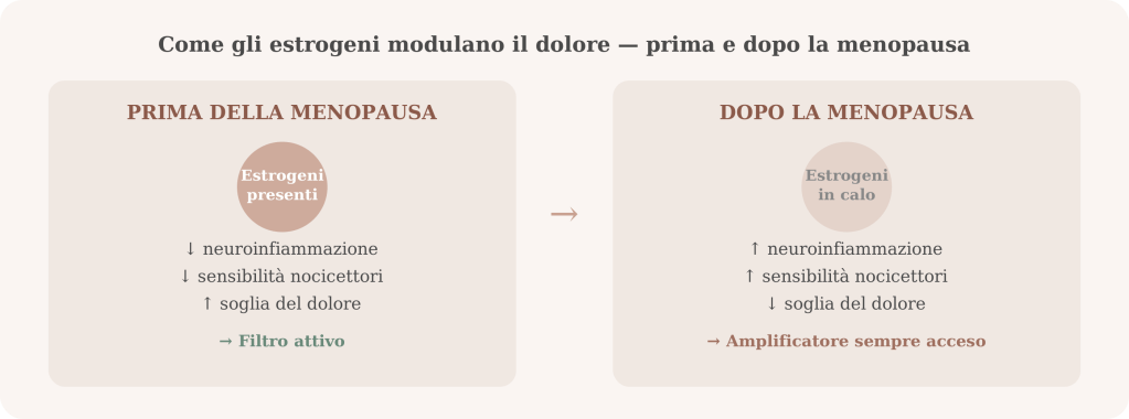 Grafico che illustra come gli estrogeni influenzano il dolore prima e dopo la menopausa, evidenziando i cambiamenti nei livelli di neuroinfiammazione e sensibilità al dolore.